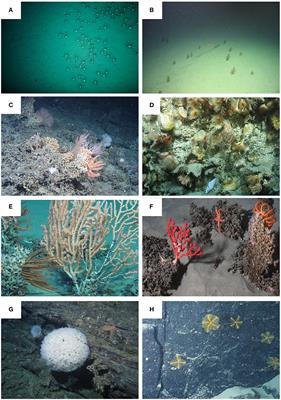 Ecological Role of Submarine Canyons and Need for Canyon Conservation: A Review